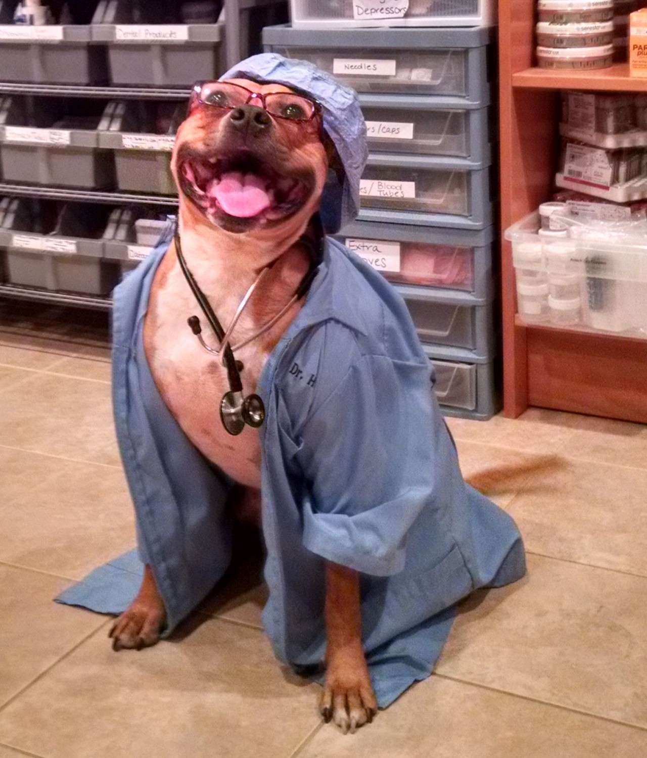 Owen - Dog in doctors scrubs
