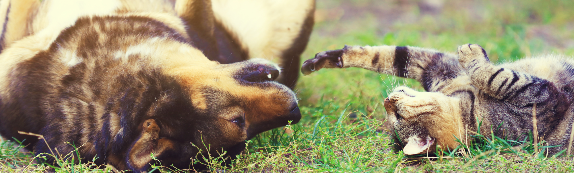 Dog and cat laying in grass