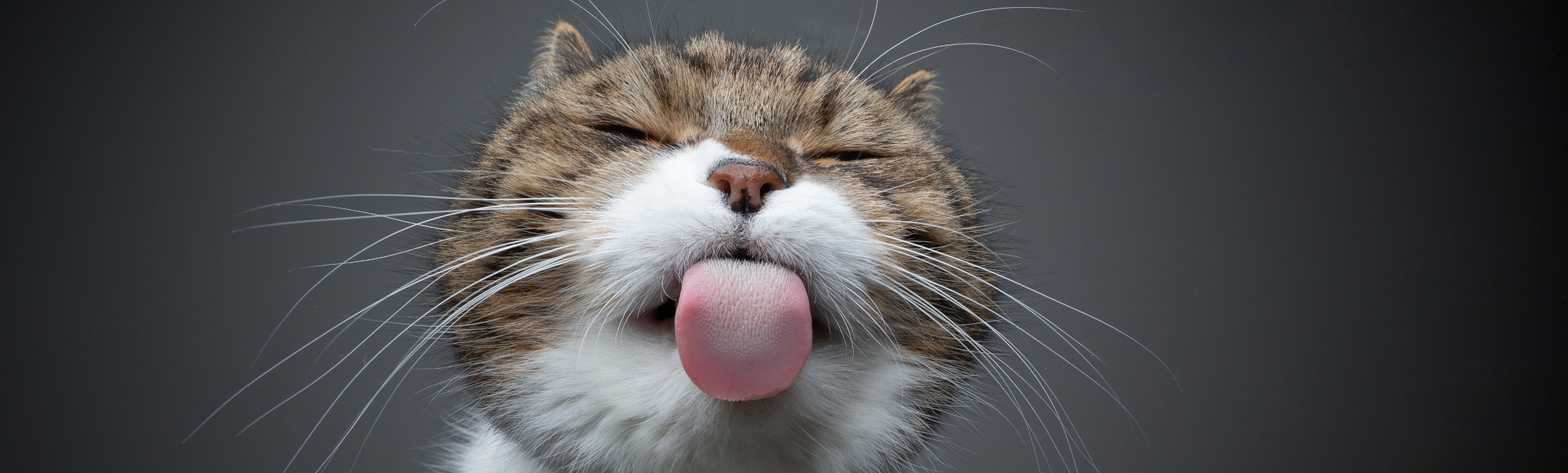 Cat Licking Screen
