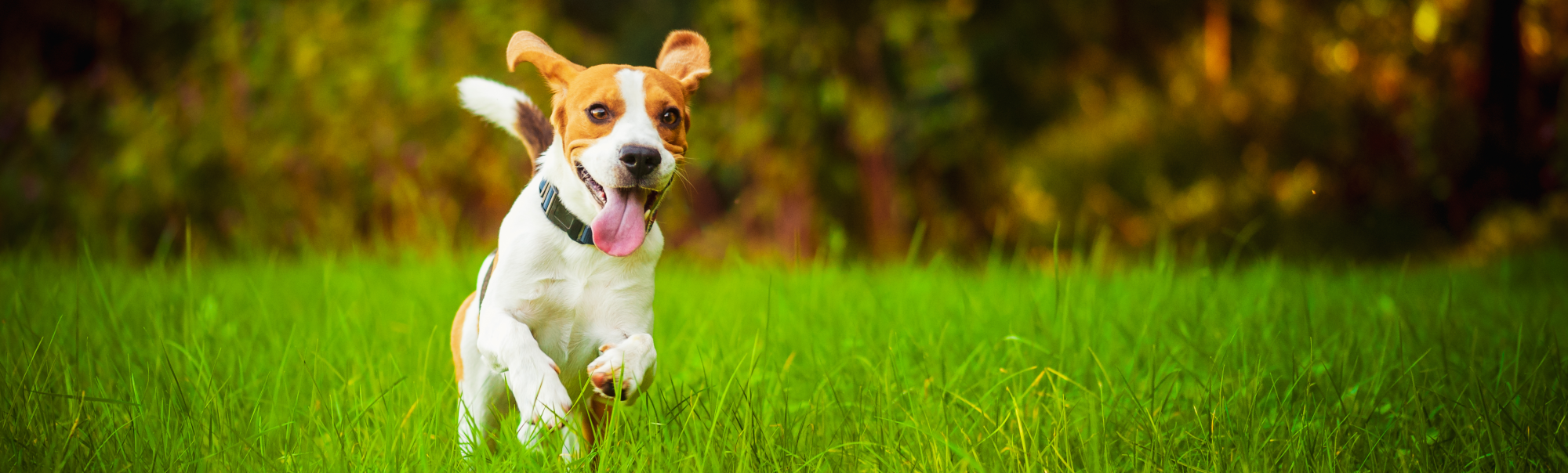 Dog running thru grass